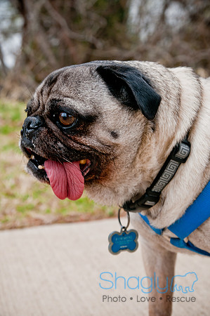 Pug Love Fun Run-24