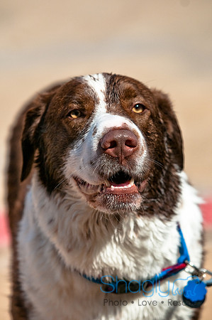 Wags and Waves-220