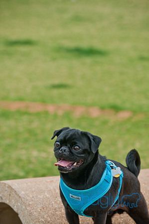 Pug Love Fun Run-94