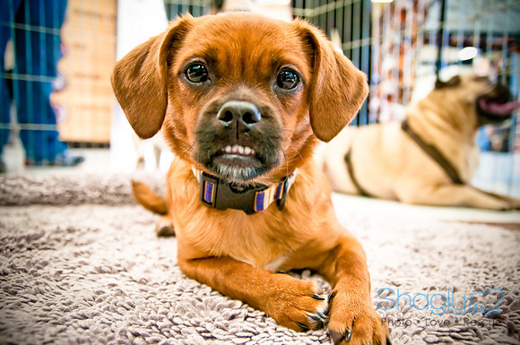 DFW Pug Rescue-16