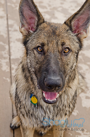Wags and Waves 2011-373