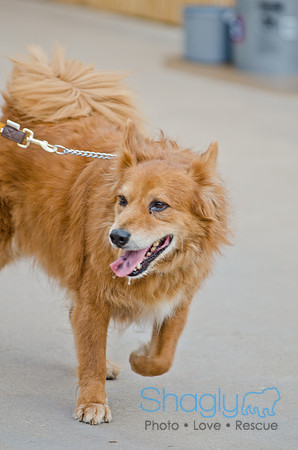 Wags and Waves 2011-16