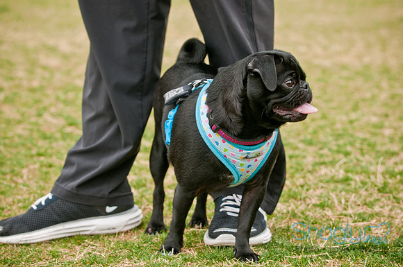 Pug Love Fun Run-125