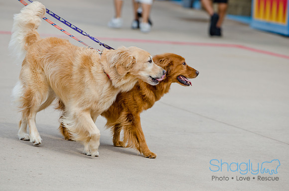 Wags and Waves 2011-24