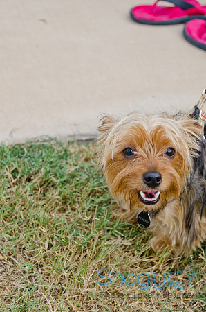 Wags and Waves 2011-419