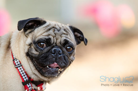 The Boarding Bungalo Pugs-10