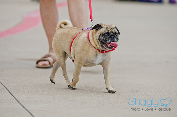 Wags and Waves 2011-6