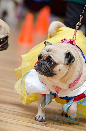 PugOween-90