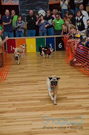 PugOween-268