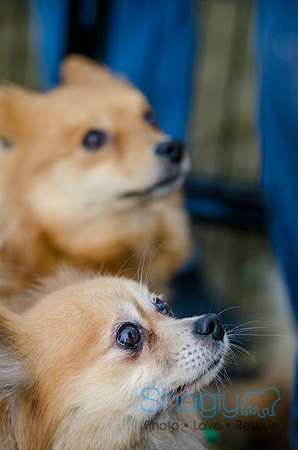 Krewe of Barkus 2012-150