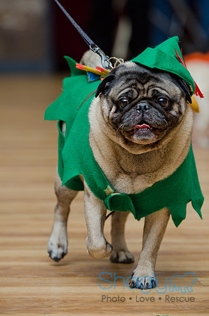 PugOween-131