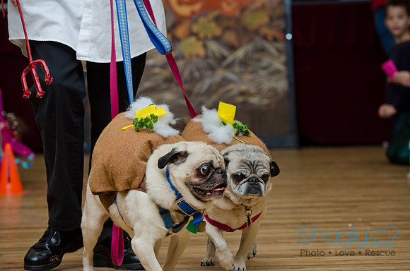 PugOween-188