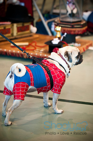 PugOWeen-3650