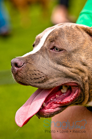 Dog Bowl 2010-51