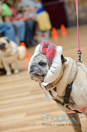 PugOween-165