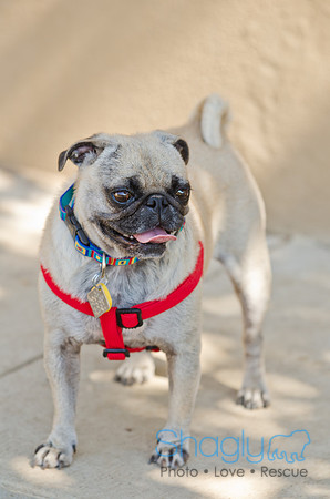 Shagly Photography-DFW Pug Rescue-20