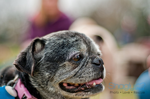 Pug Love Fun Run-214