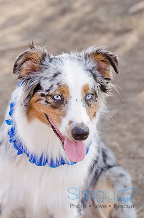 Wags and Waves 2011-449