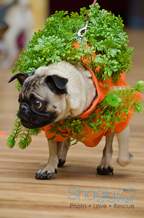 PugOween-140