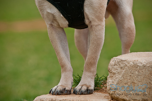 Pug Love Fun Run-113