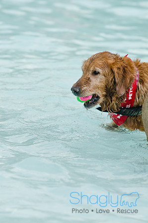 Wags and Waves 2011-487