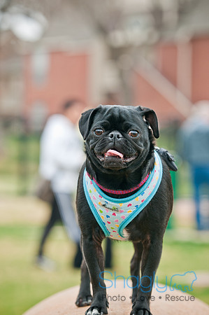 Pug Love Fun Run-105