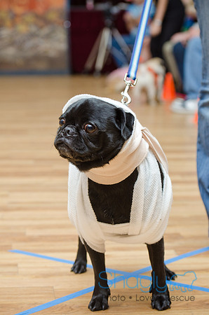 PugOween-118