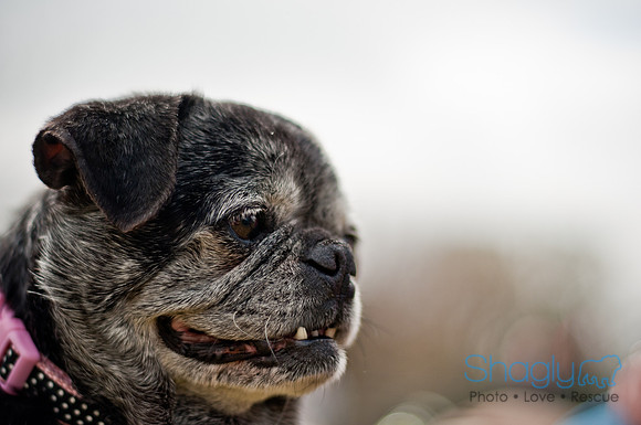 Pug Love Fun Run-216
