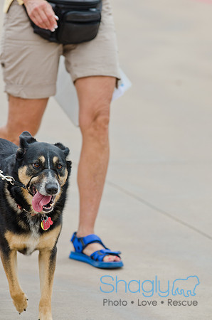 Wags and Waves 2011-83