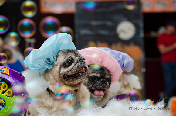 PugOween-178