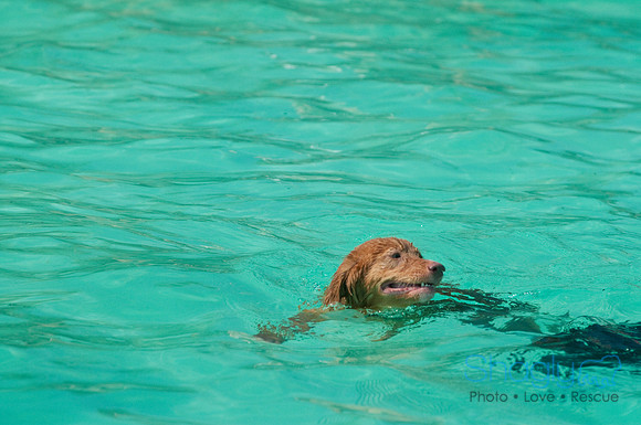 Wags and Waves-128