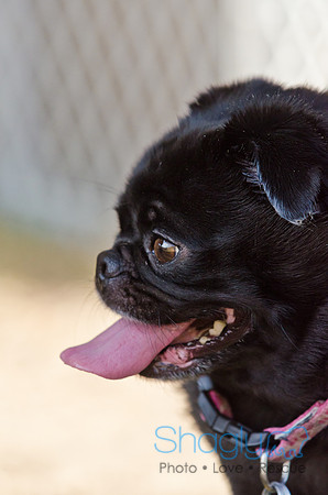 DFW Pug Rescue-Boarding Bunagalow-26