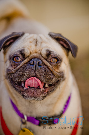 Shagly Photography-DFW Pug Rescue-The Boarding Bungalow-69
