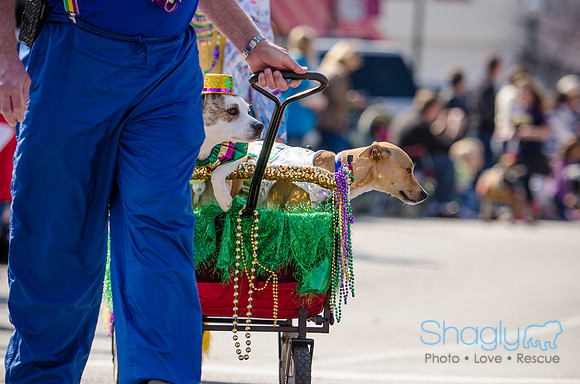 Krewe of Barkus 2012-200