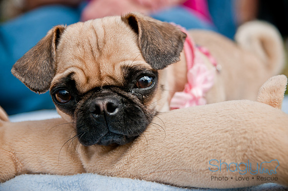 Pug Love Fun Run-252
