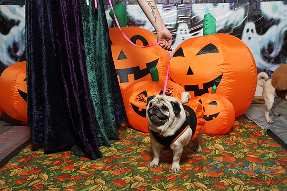 PugOWeen The Photobooth-6