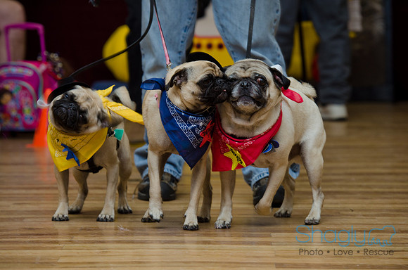 PugOween-202