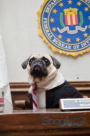 PugOween-58