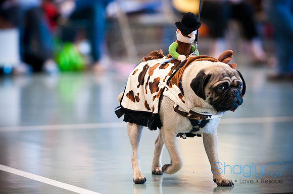 PugOWeen-2838