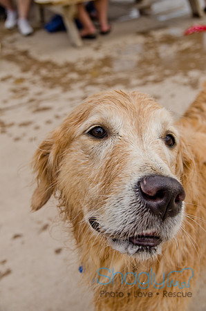 Wags and Waves 2011-361