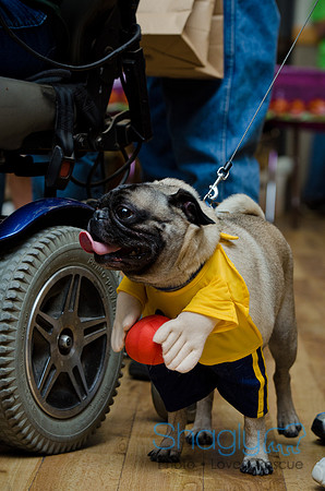 PugOween-215
