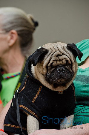 PugOween-207