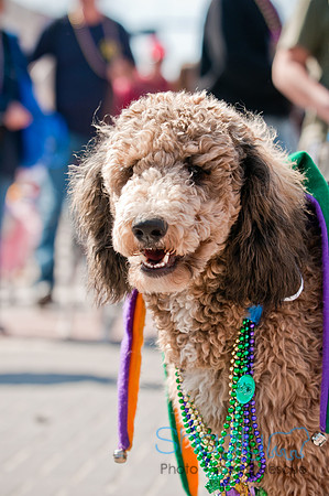 Krewe of Barkus 2011-119