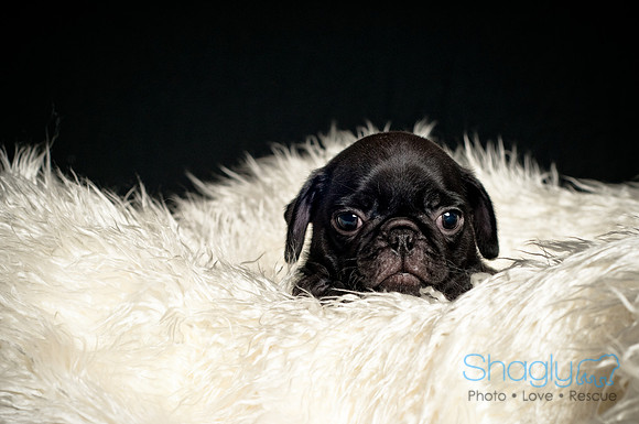 Baby Puggie Project-9