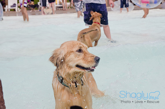 Wags and Waves 2011-263
