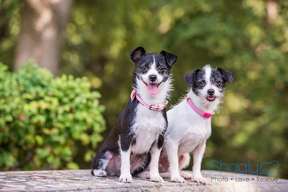 Gidget and Pippi