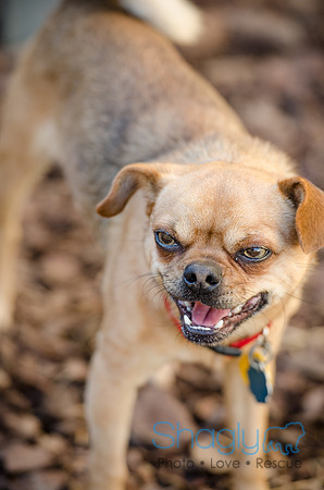 DFW Pug Rescue Boarding Bungalow-36