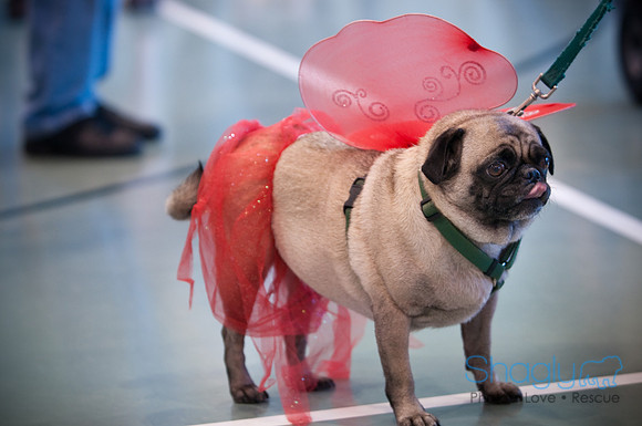 PugOWeen-3692