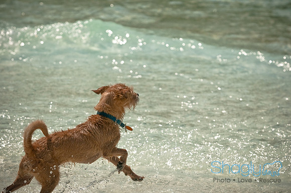 Wags and Waves-176