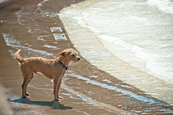 Wags and Waves-175